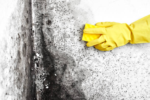 Best Affordable Mold Removal  in Nocona, TX