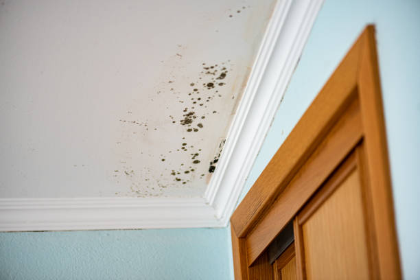 Best Mold Remediation  in Nocona, TX