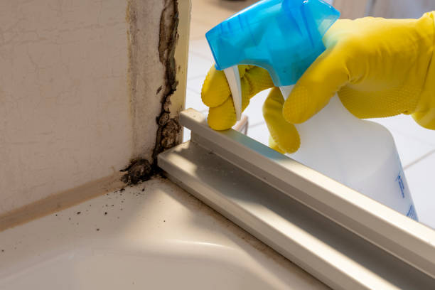 Best Residential Mold Removal  in Nocona, TX