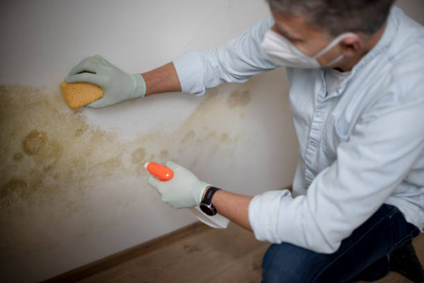 Best Toxic Mold Removal  in Nocona, TX