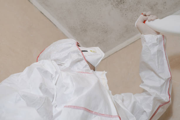 Best Certified Mold Removal  in Nocona, TX