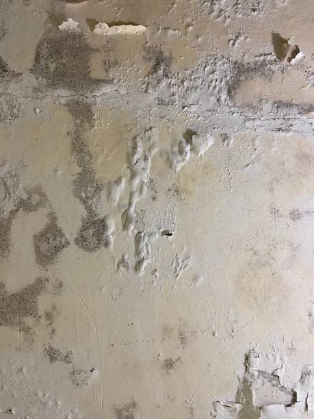 Best Best Mold Removal Companies  in Nocona, TX