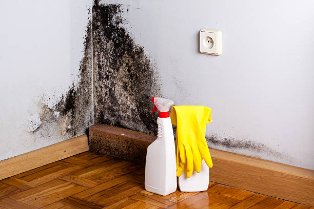 Best Attic Mold Removal  in Nocona, TX